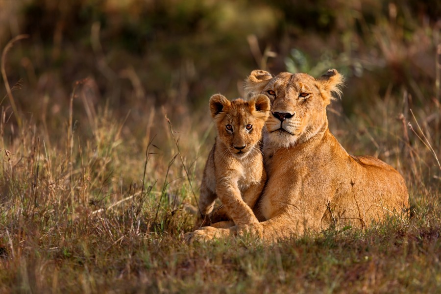 3 Days Masai Mara Budget Camping Safari safari view 3