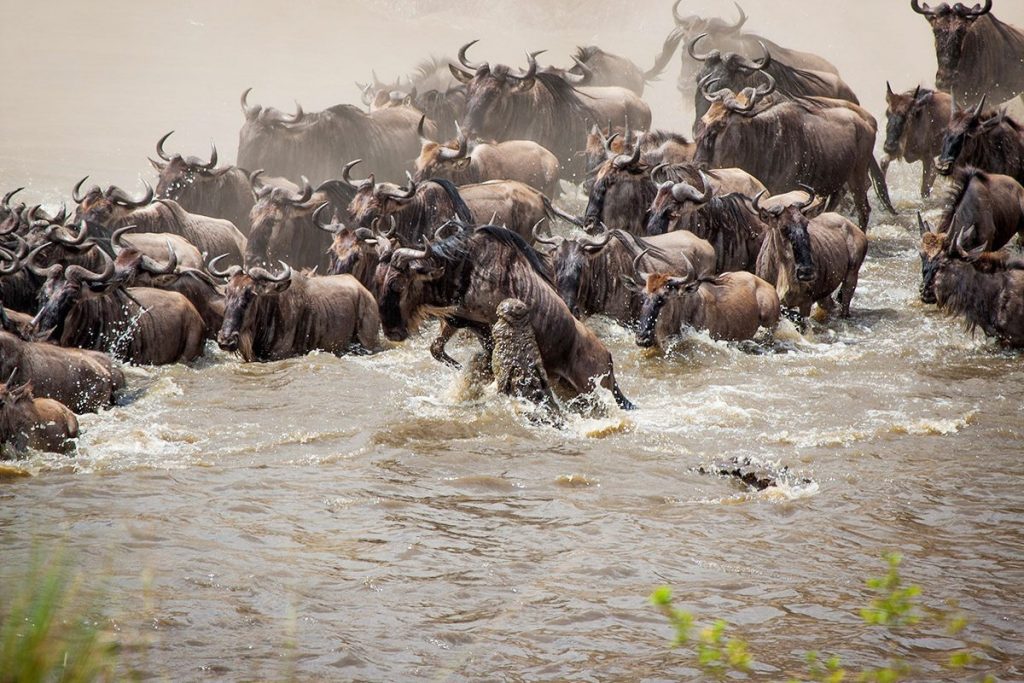 5 Days Masai Mara, Lake Nakuru & Naivasha Lodge Safari safari view 4