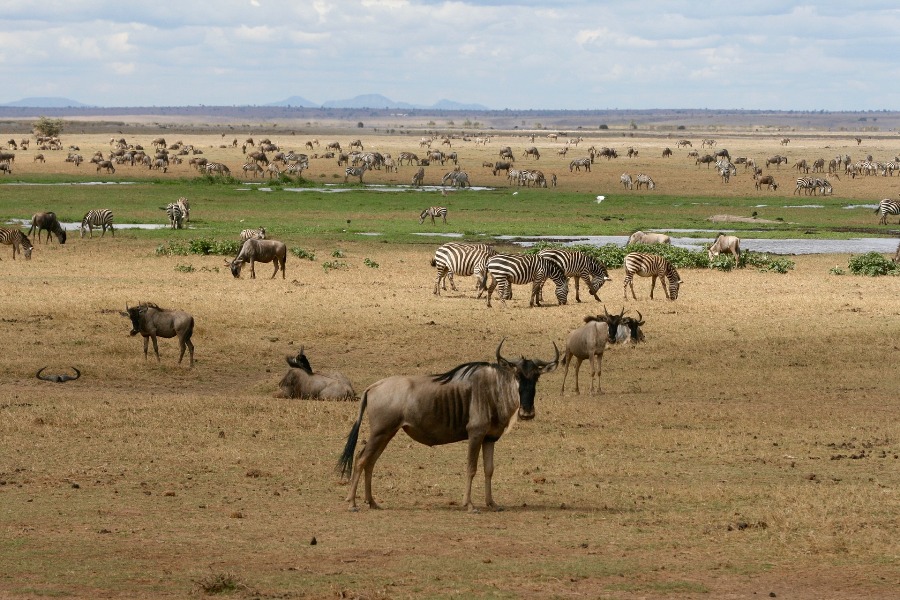 3 Days Masai Mara Budget Camping Safari safari view 2