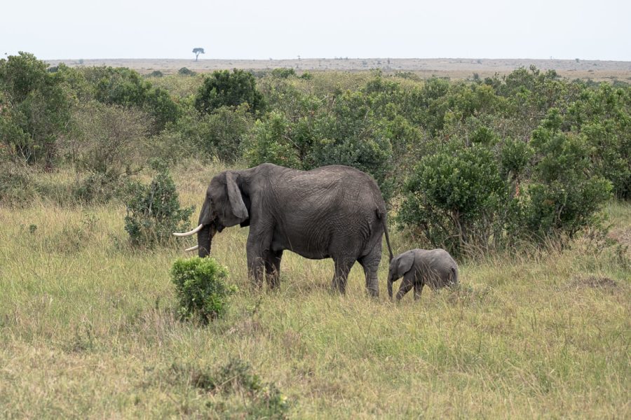 3 Days Masai Mara Budget Camping Safari safari view 4