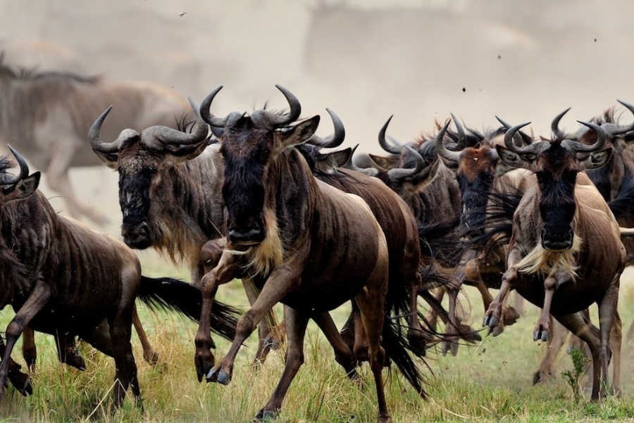 4 Days Maasai Mara & Lake Nakuru Lodge Safari safari view 3