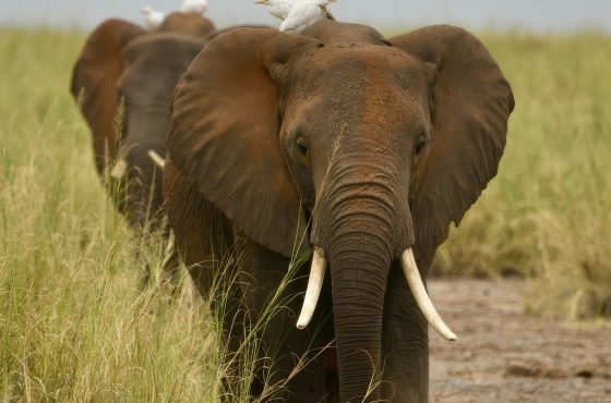 6 Days Masai Mara, Lake Nakuru & Amboseli Budget Safari