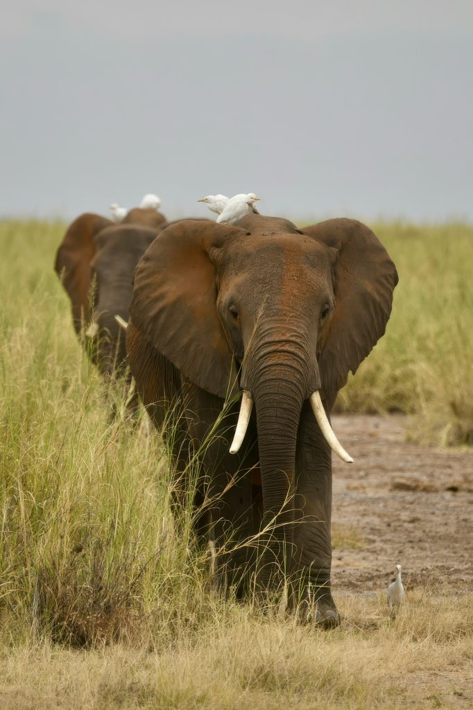 6 Days Masai Mara, Lake Nakuru & Amboseli Budget Safari gallery image 1