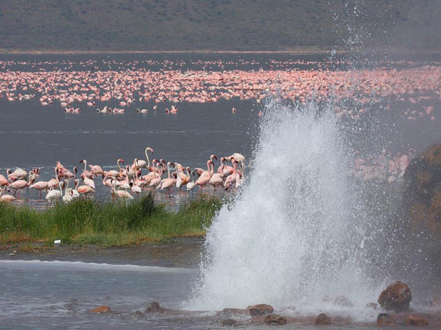 6 Days Masai Mara, Lake Nakuru, Bogoria & Lake Baringo Camping Safari