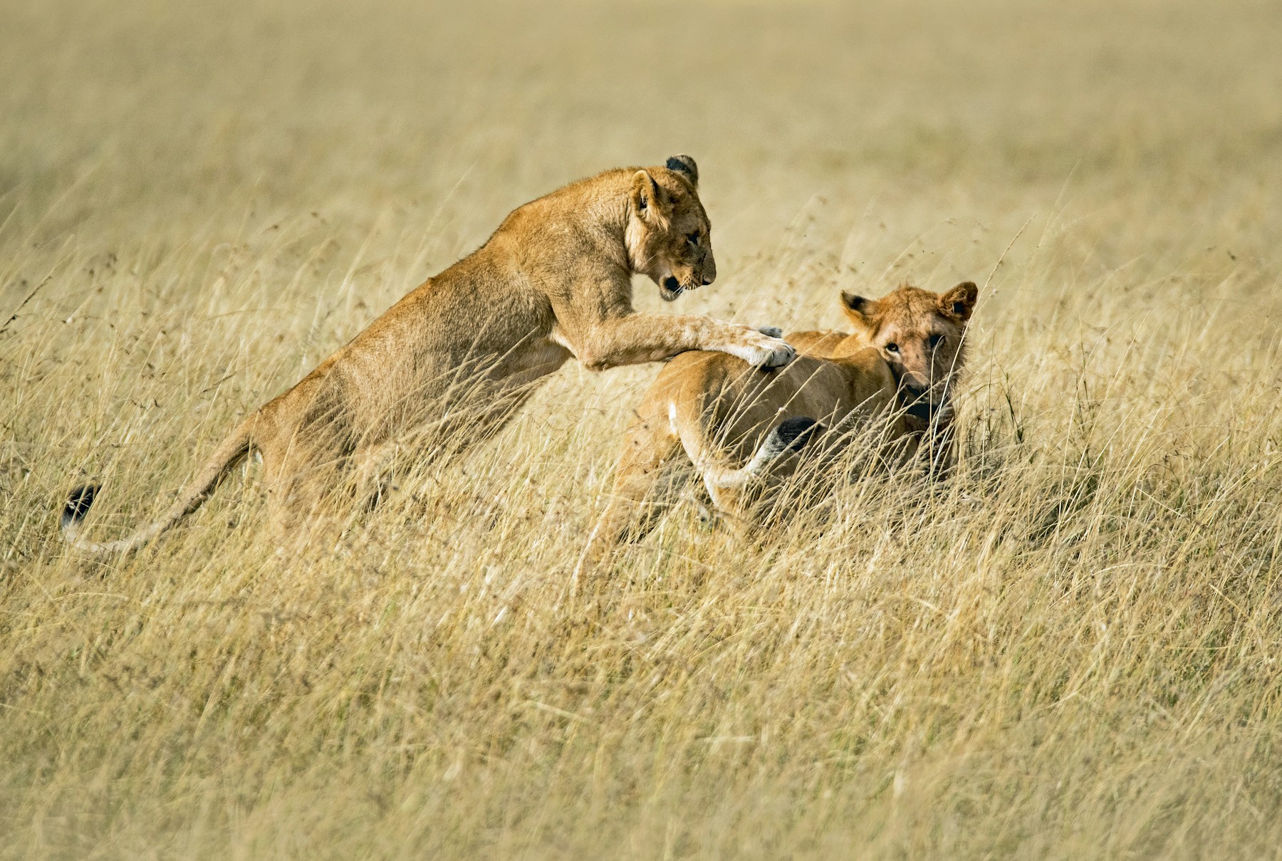 Lions resting in the Maasai Mara