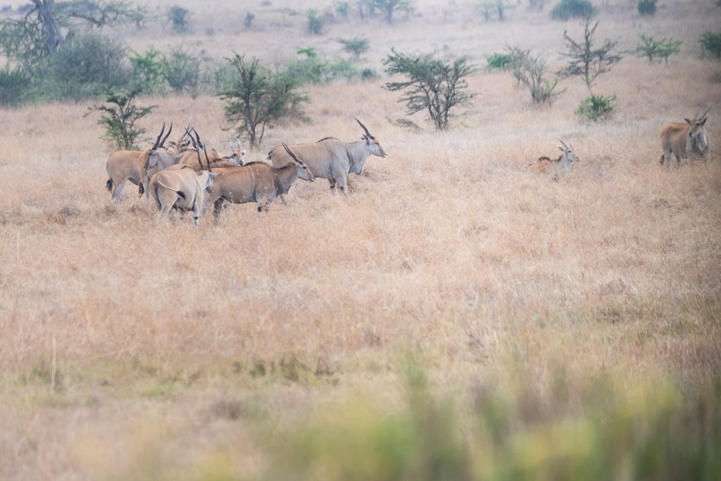 1-Day Nairobi Wildlife & Conservation Experience gallery image 1