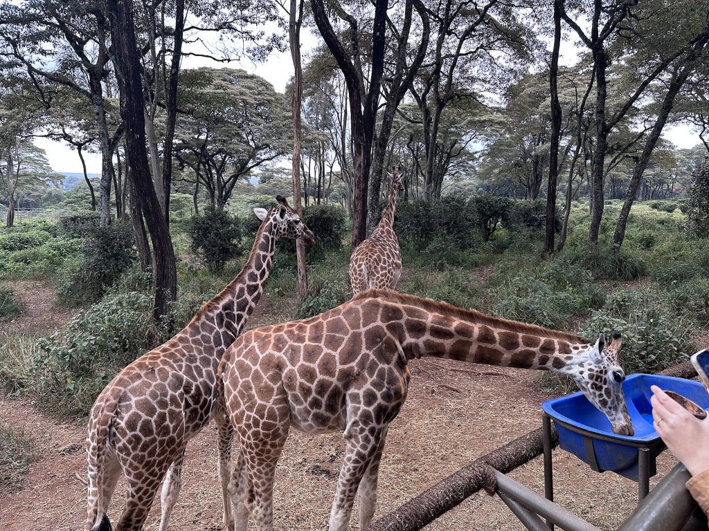 1-Day Nairobi Wildlife & Conservation Experience safari view 4