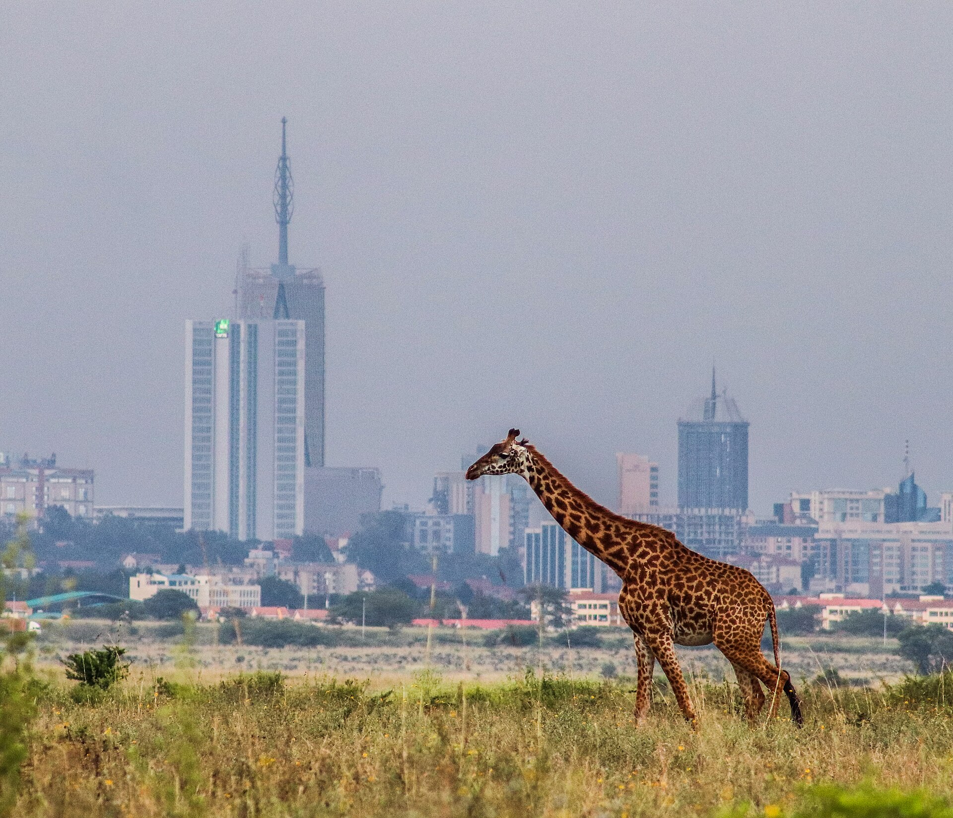 1-Day Nairobi Wildlife & Conservation Experience safari view 2