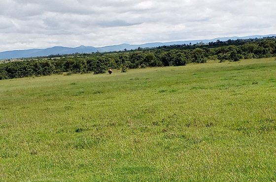 10 Days Bush & Beach Vacation: Aberdares, Ol Pejeta, Naivasha, Amboseli, Taita Hills & Malindi Beach