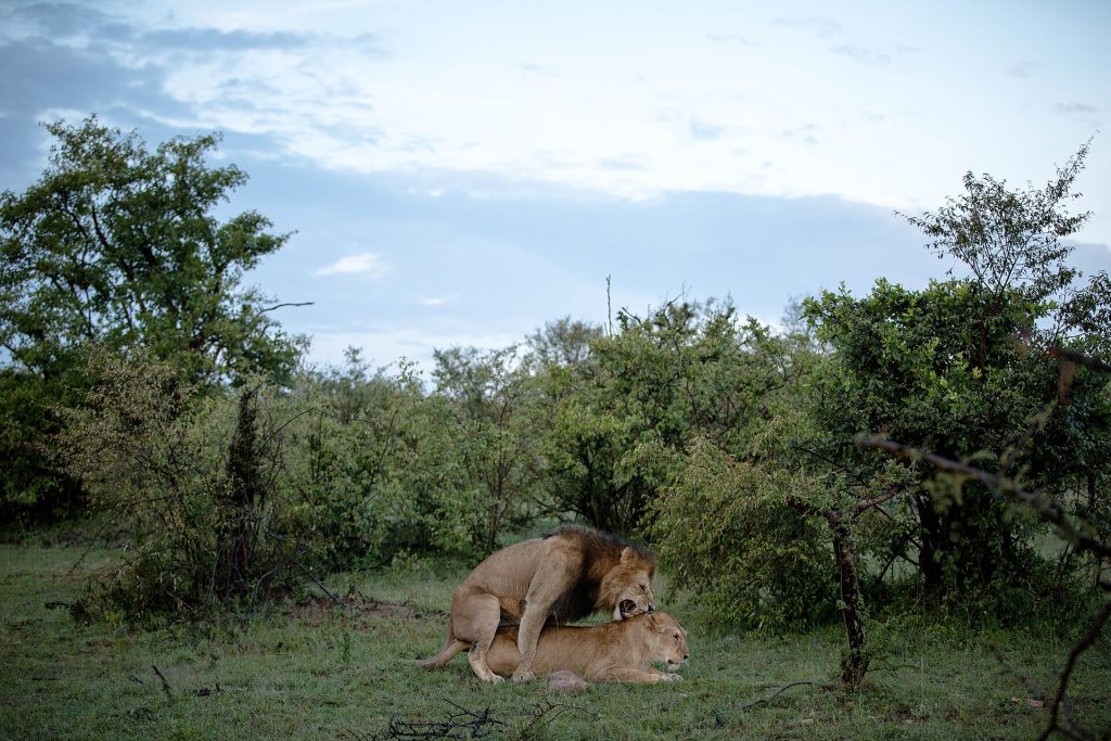 10 Days Kenya Wildlife Safari & Watamu Beach Vacation