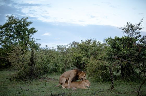 10 Days Kenya Wildlife Safari & Watamu Beach Vacation
