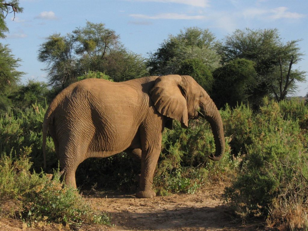 12 Days Kenya Wildlife Safari & Beach Romantic Honeymoon