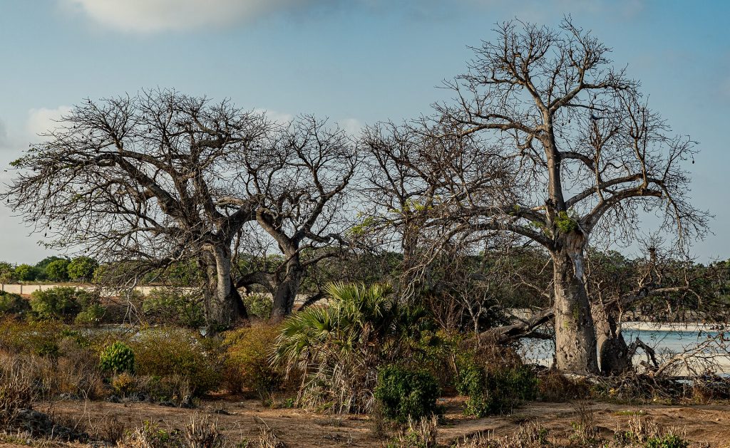13 Days Amboseli, Samburu, Masai Mara & Mombasa Beach Honeymoon safari view 4