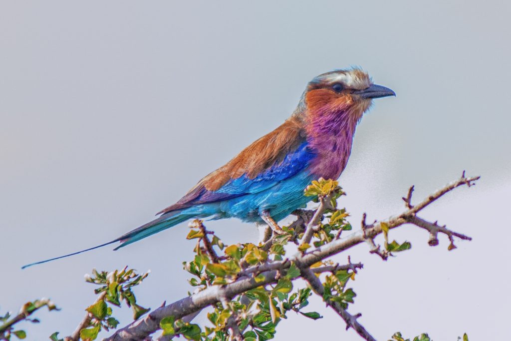13 Days Kenya Bird Watching Safari safari view 4