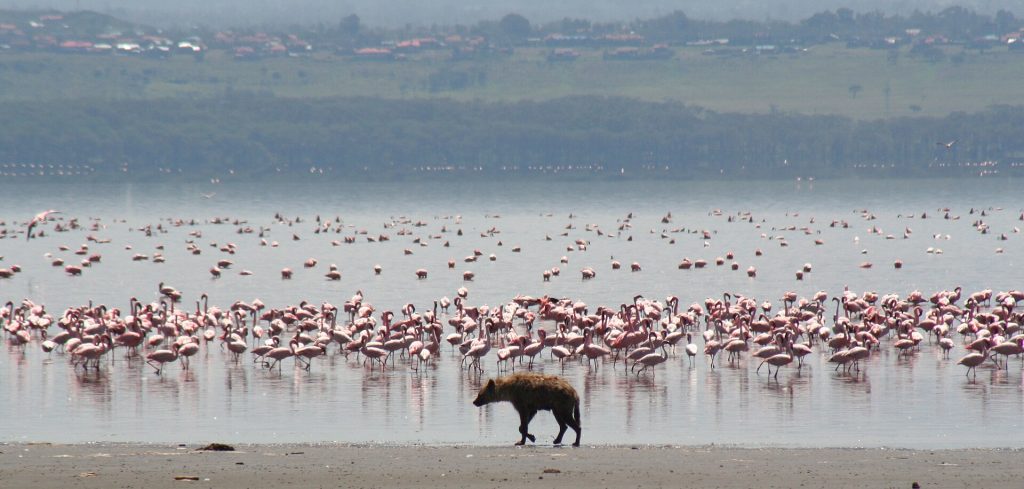 14 Days Kenya Epic Bird Watching Safari safari view 2