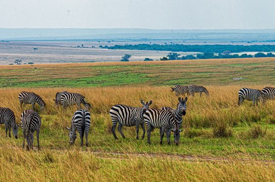 2 Days, 1 Night Masai Mara Air Safari
