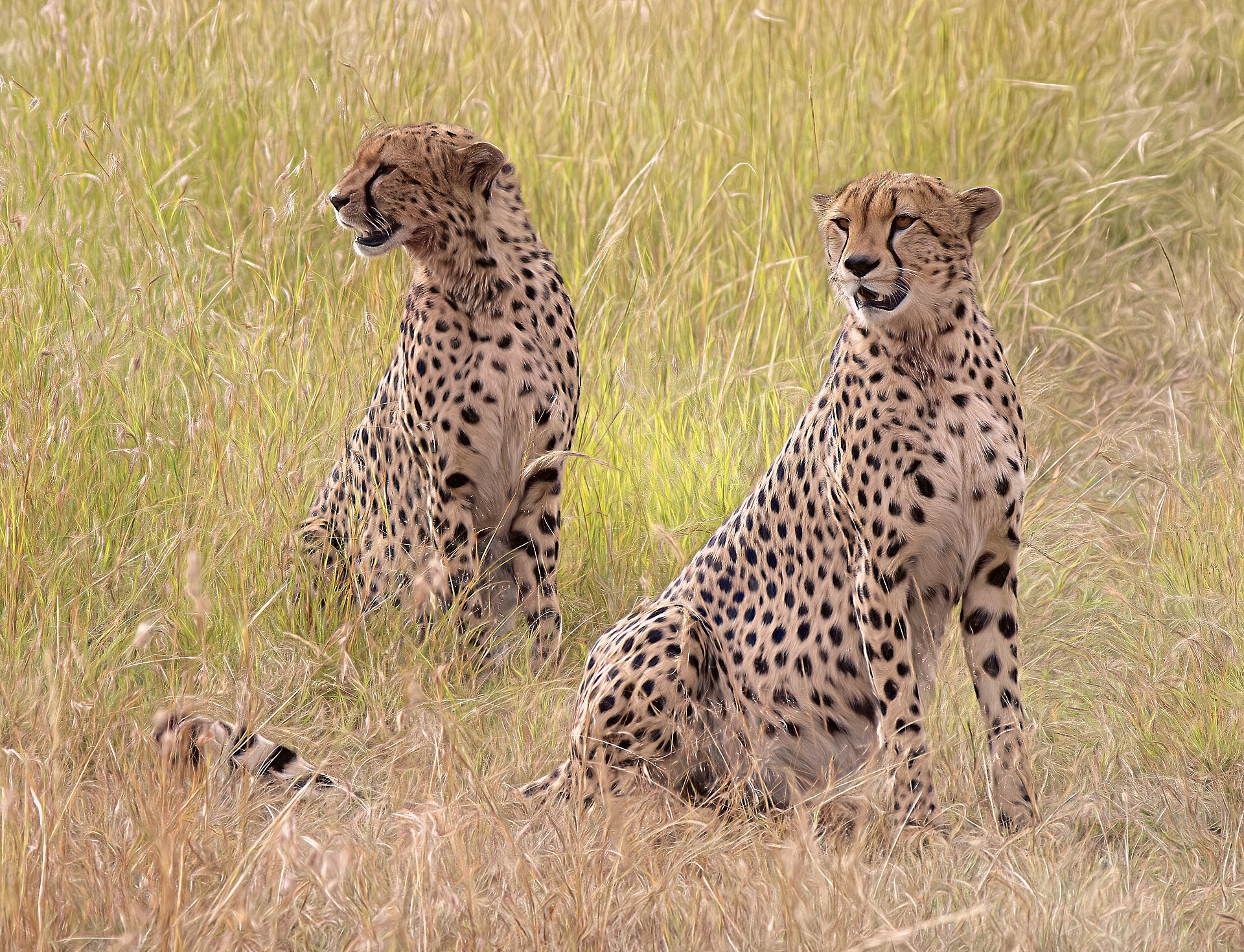 3 Day Masai Mara Jambo Lodge Safari stock photograph