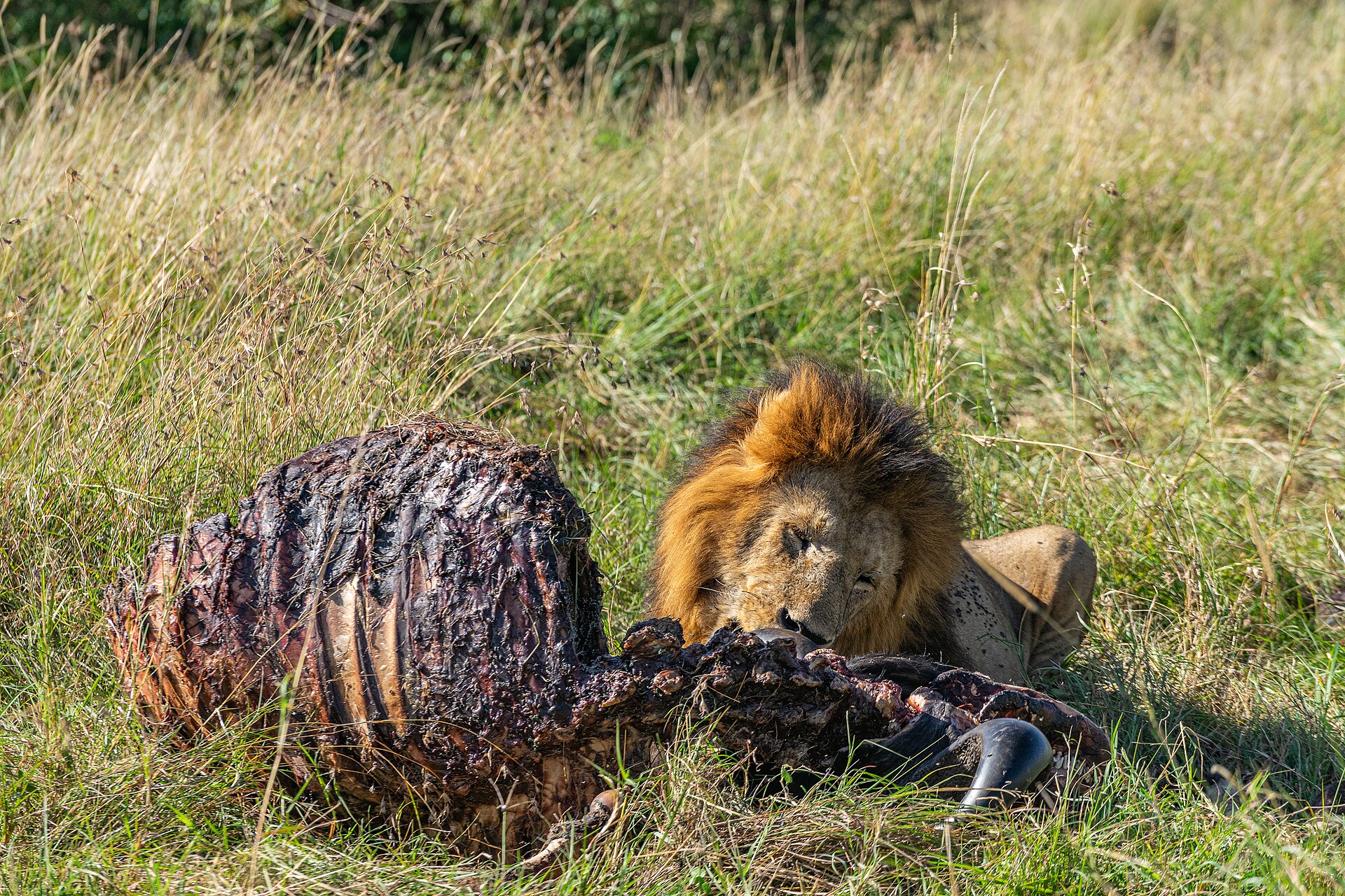 Open grasslands in the Maasai Mara