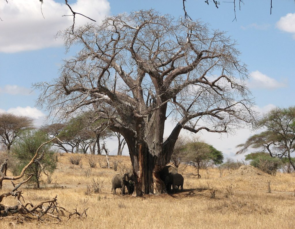 3 Days Tarangire National Park & Ngorongoro Safari safari view 2