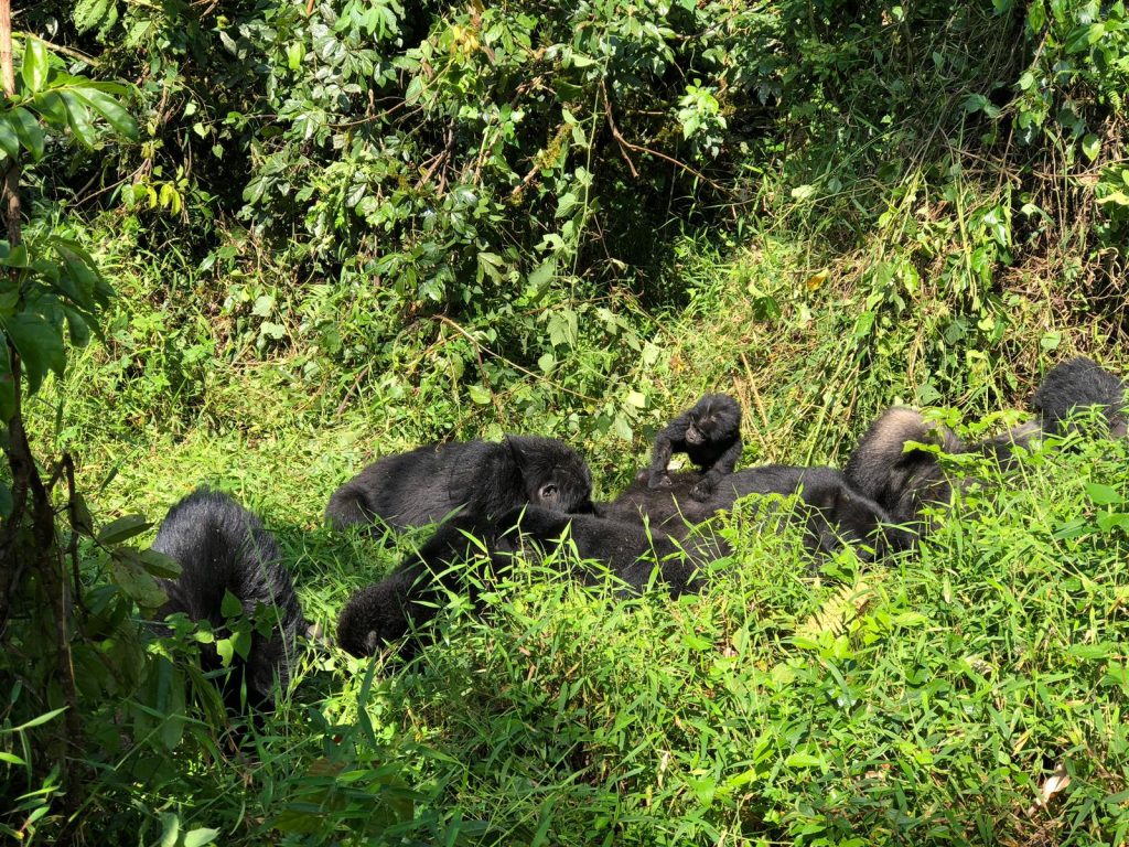3 Days Uganda Gorilla Safari to Bwindi safari view 2