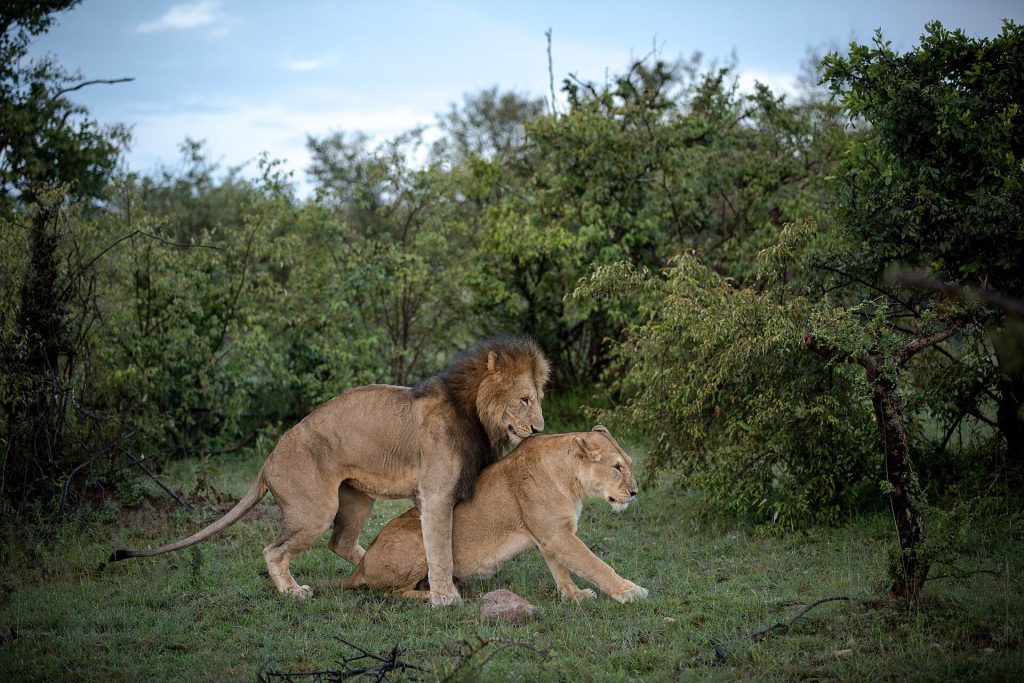 4 Days Explore Masai Mara Luxury Safari safari view 3