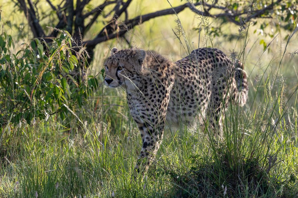 4 Days Explore Masai Mara Luxury Safari gallery image 5