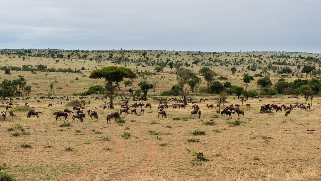 4 Days Serengeti National Park & Ngorongoro Safari safari view 4