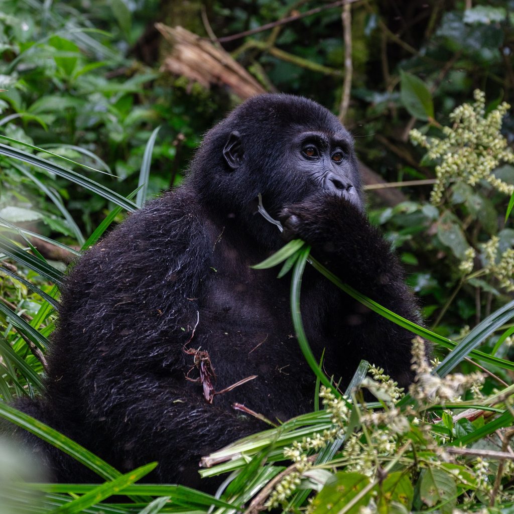 4 Days Uganda Gorilla Trekking in Bwindi & Wildlife safari in Queen Elizabeth safari view 3