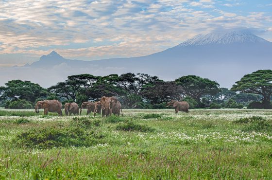5 Days Amboseli & Masai Mara Luxury Flying Safari