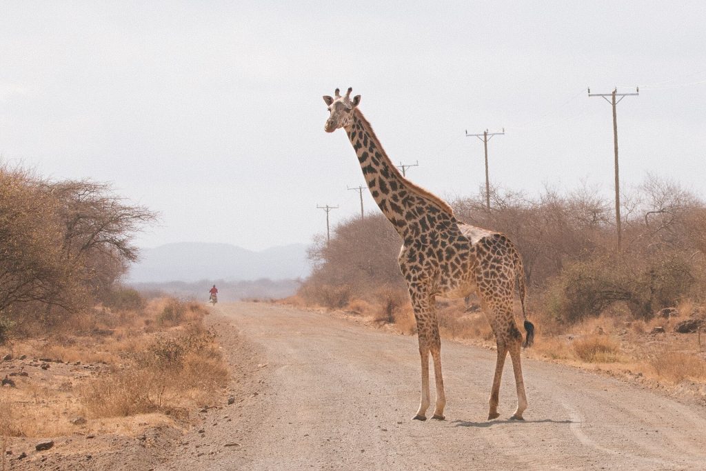 5 Days Amboseli & Masai Mara Luxury Flying Safari safari view 2