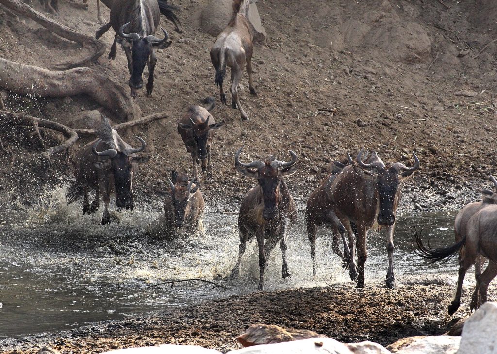 5 Days Lake Manyara, Ngorongoro & Serengeti Safari