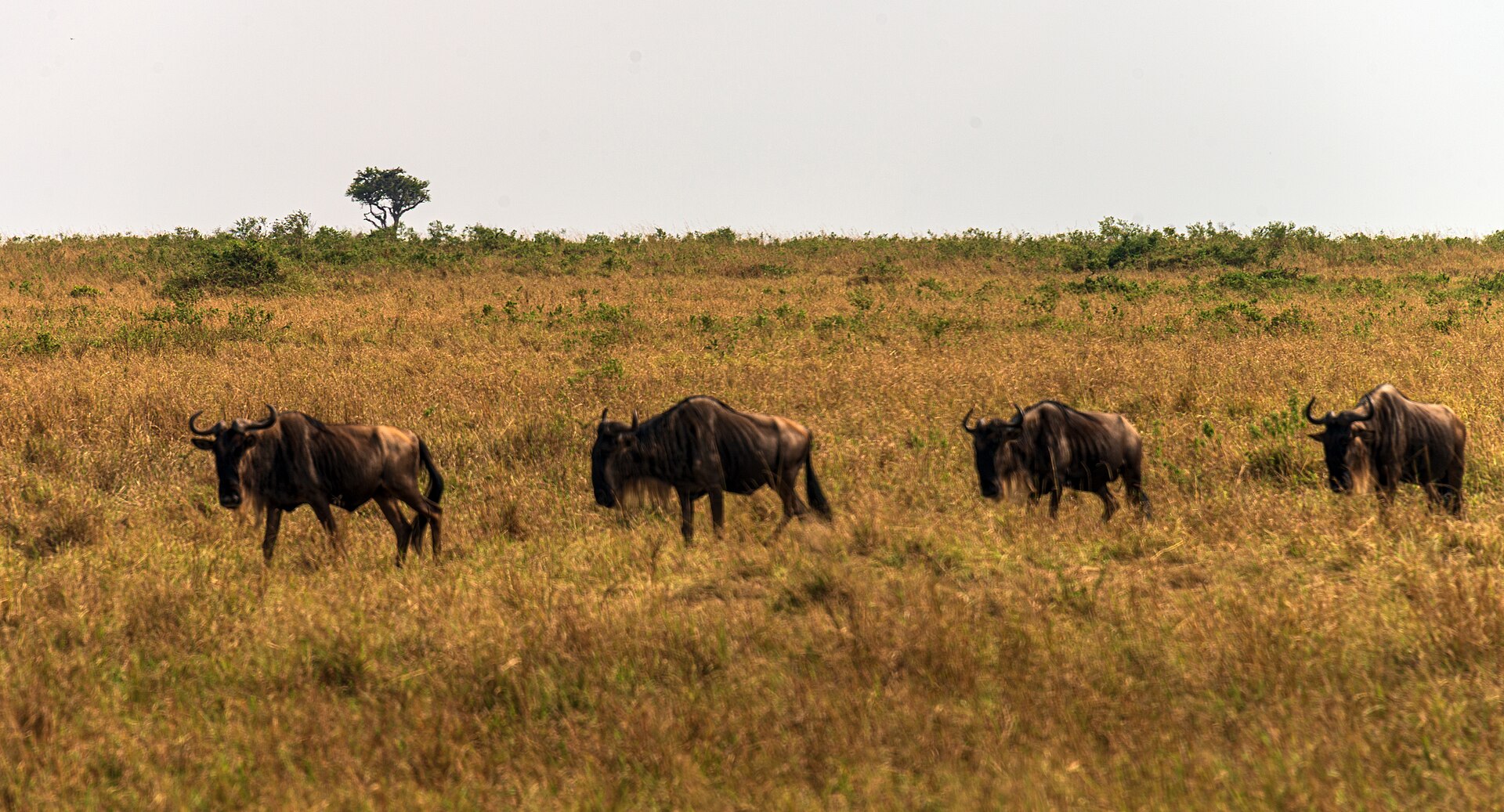 5 Days Lake Nakuru & Masai Mara Wildebeest Migration Safari