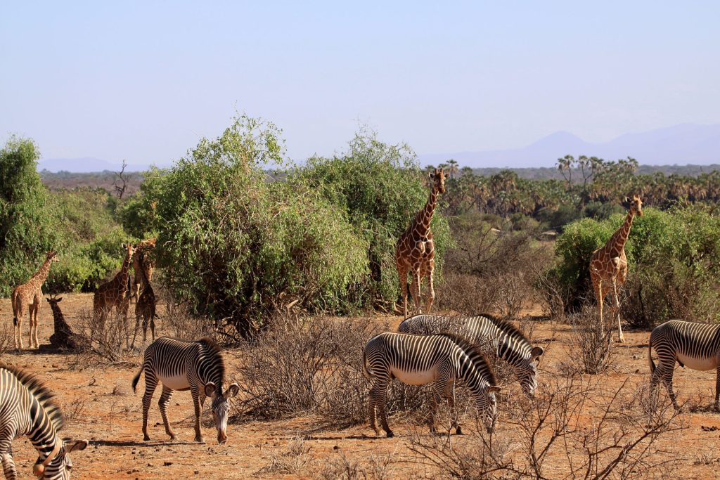 5 Days Samburu, Ol-Pejeta & Aberdares Lodge Safari safari view 3