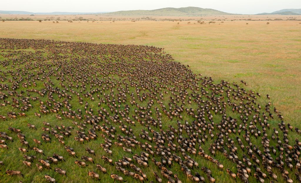 6 Days Manyara, Serengeti, Ngorongoro & Tarangire Safari gallery image 1