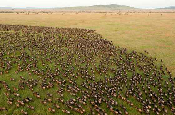 6 Days Manyara, Serengeti, Ngorongoro & Tarangire Safari
