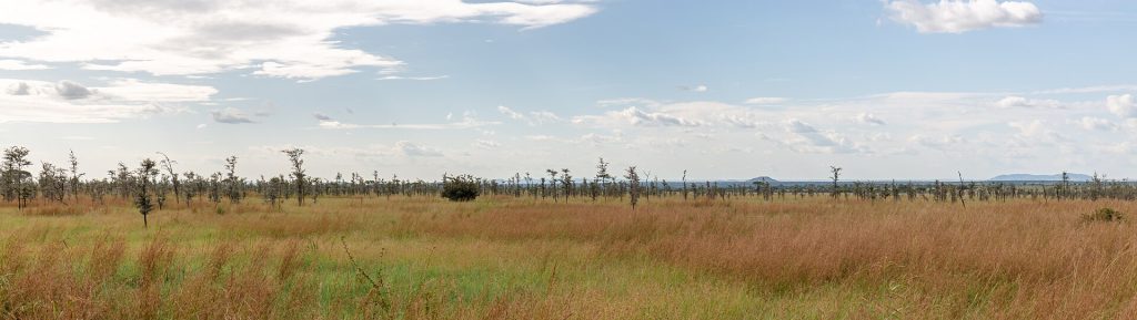 6 Days Masai Mara, Serengeti & Ngorongoro Migration Safari safari view 4