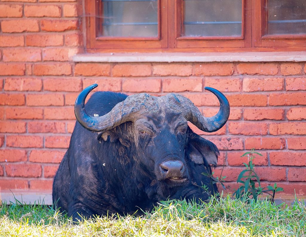 6 Days Masai Mara, Serengeti & Ngorongoro Migration Safari safari view 3