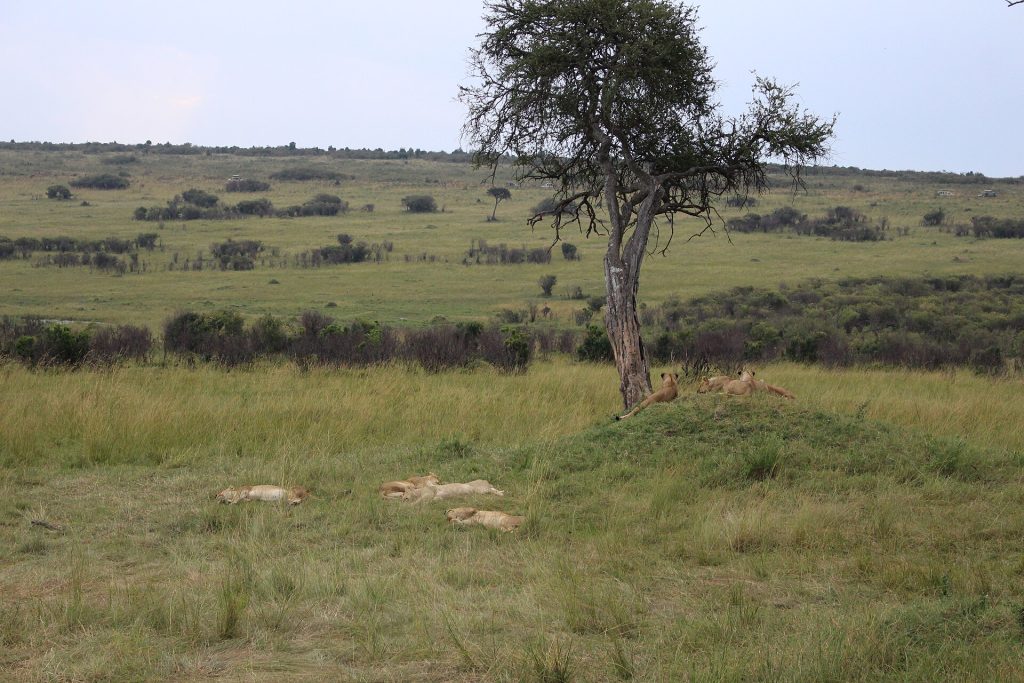 6 Days Masai Mara, Serengeti & Ngorongoro Migration Safari (Copy)