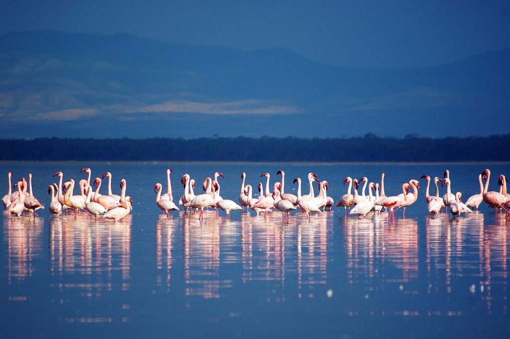 6 Days Samburu, Sweetwaters, Lake Nakuru & Masai Mara Luxury Safari safari view 3