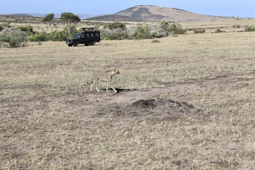 6 Days Samburu, Sweetwaters, Lake Nakuru & Masai Mara Luxury Safari safari view 4