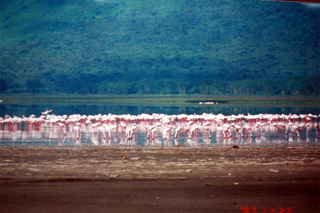 7 Days Kenya Bush Honeymoon: Masai Mara, Lake Nakuru, Naivasha & Nairobi safari view 2