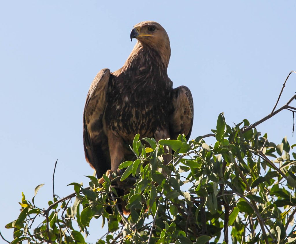 7 Days Samburu, Lake Nakuru & Masai Mara Luxury Safari gallery image 1