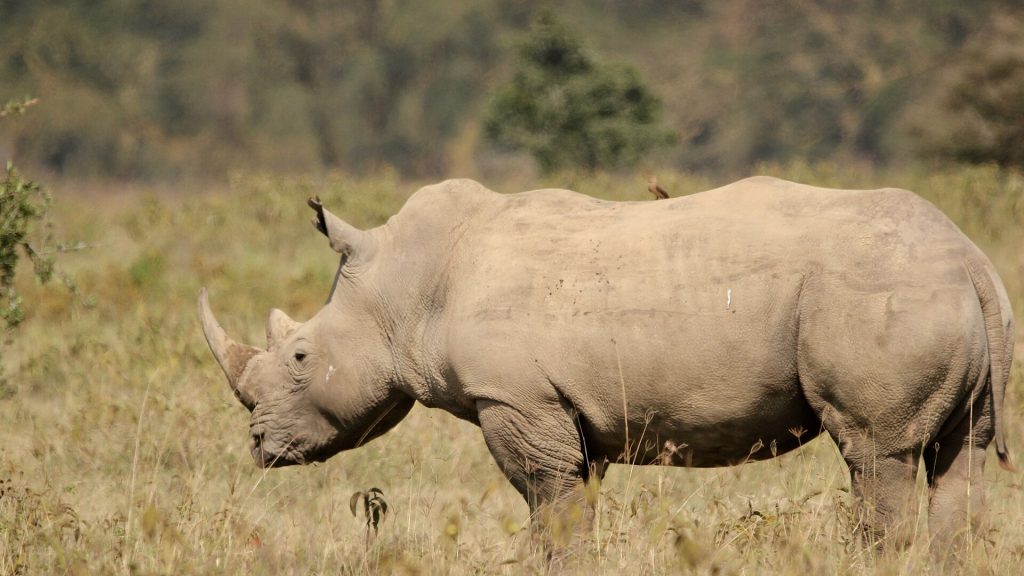 7 Days Samburu, Lake Nakuru & Masai Mara Luxury Safari safari view 3