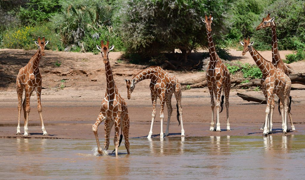 7 Days Samburu, Lake Nakuru & Masai Mara Luxury Safari safari view 2