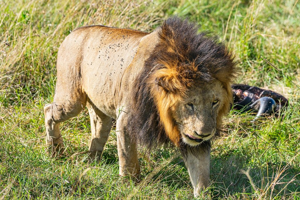7 Days Samburu, Lake Nakuru & Masai Mara Luxury Safari safari view 4