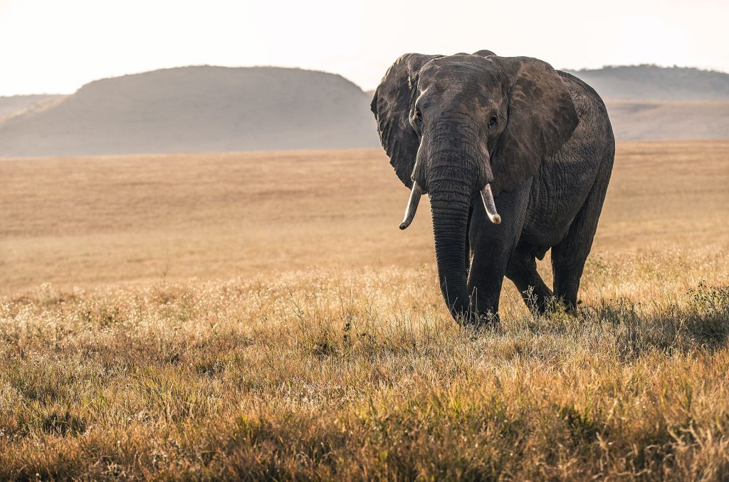 8 Days Amboseli, Tsavo West & Tsavo East Safari & Diani Beach Experience safari view 2