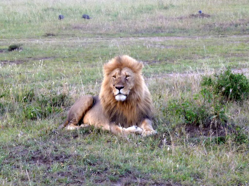 8 Days Nakuru, Masai Mara, Serengeti, Ngorongoro & Amboseli Safari safari view 3