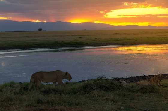 8 Days Nakuru, Masai Mara, Serengeti, Ngorongoro & Amboseli Safari