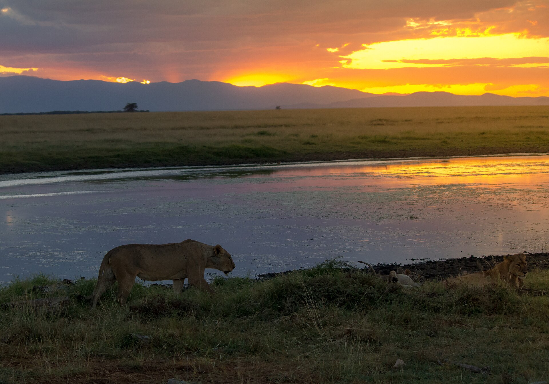 8 Days Nakuru, Masai Mara, Serengeti, Ngorongoro & Amboseli Safari destination photograph