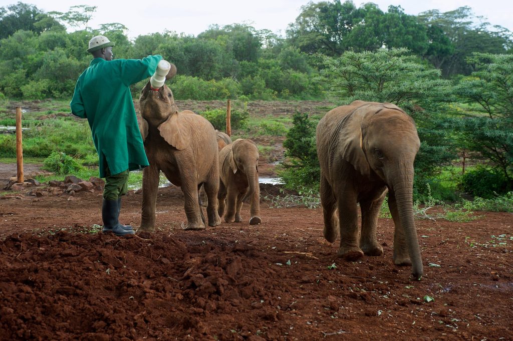 David Sheldrick Elephant Orphanage & Giraffe Center Day Tour gallery image 1